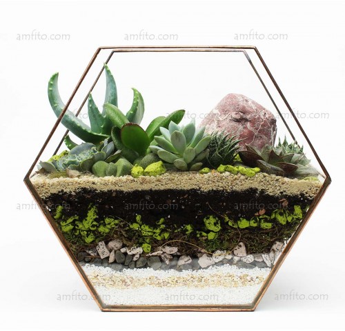 Геометрический флорариум "Honeycomb optima" с суккулентами