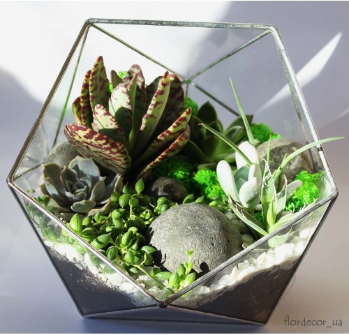 Геометрический флорариум "Basket maxi" с суккулентами 